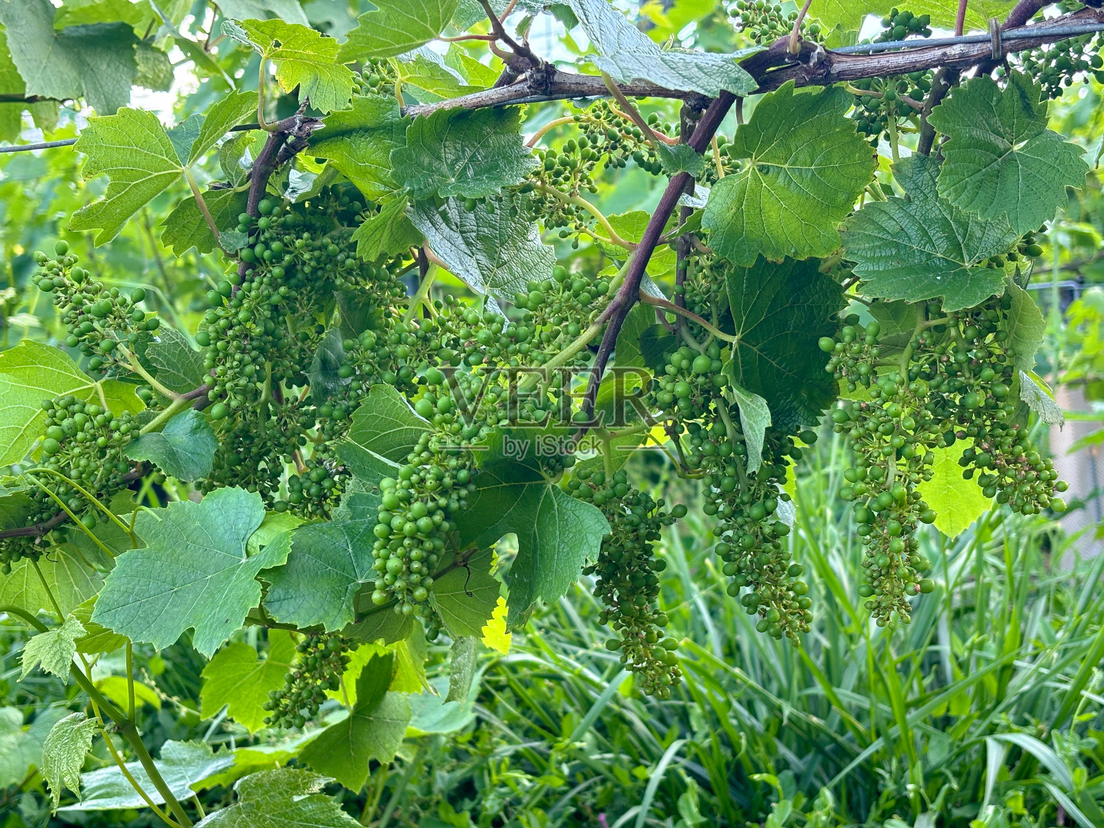 在法国的一个葡萄园里,小葡萄藤的芽在树枝上发育照片摄影图片