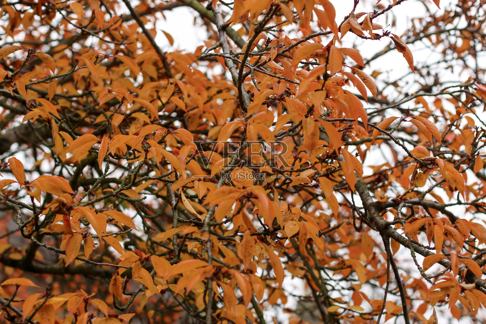走在赫特福德周围的森林小径上,穿过树叶和树枝,一年中寒冷的几个月笼罩着世界照片摄影图片