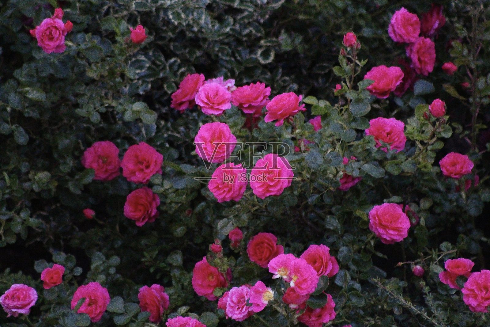 在英国的阳光下,充满活力的花朵照片摄影图片
