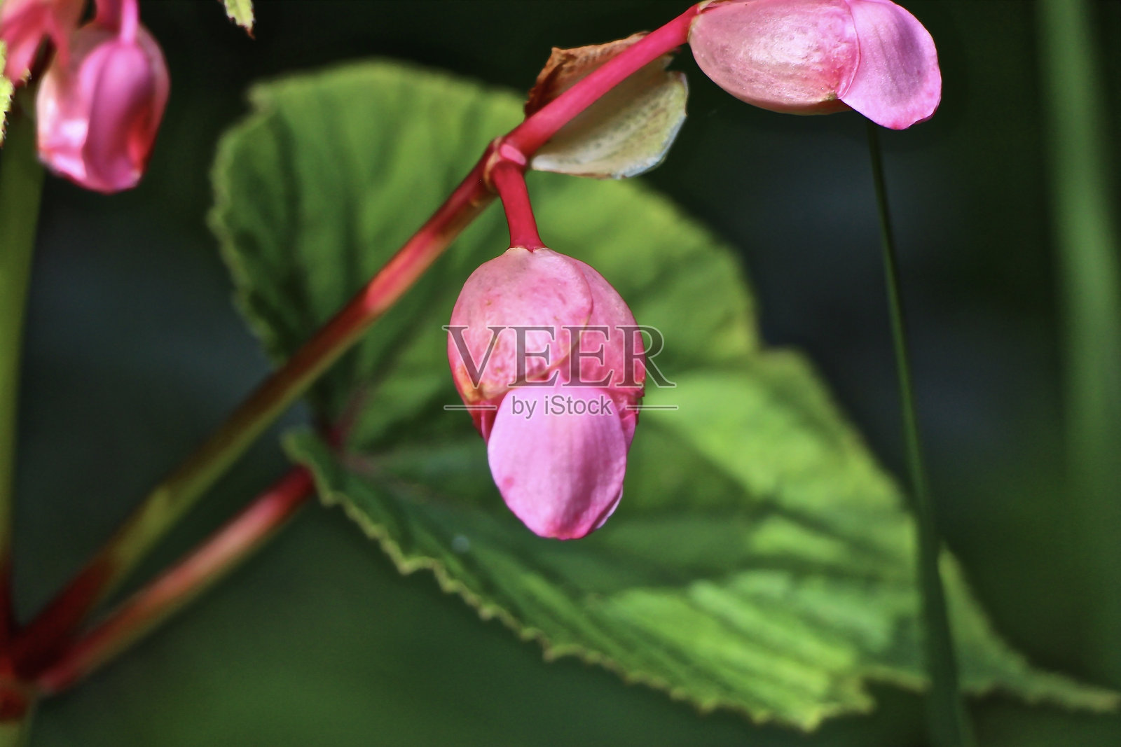 在英国的阳光下,充满活力的花朵照片摄影图片