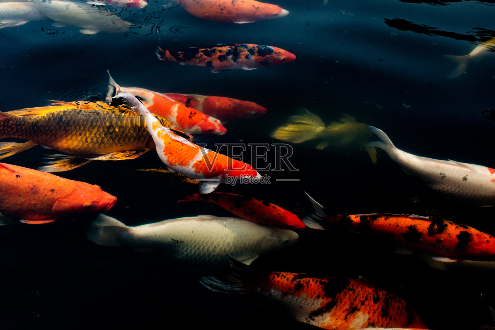 五颜六色的鲤鱼在池塘里游泳。照片摄影图片