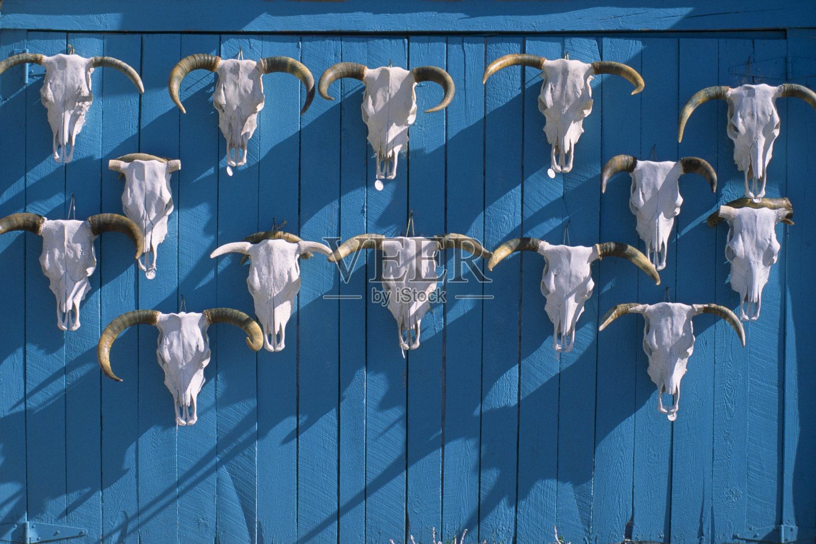 一排排的牛头骨照片摄影图片