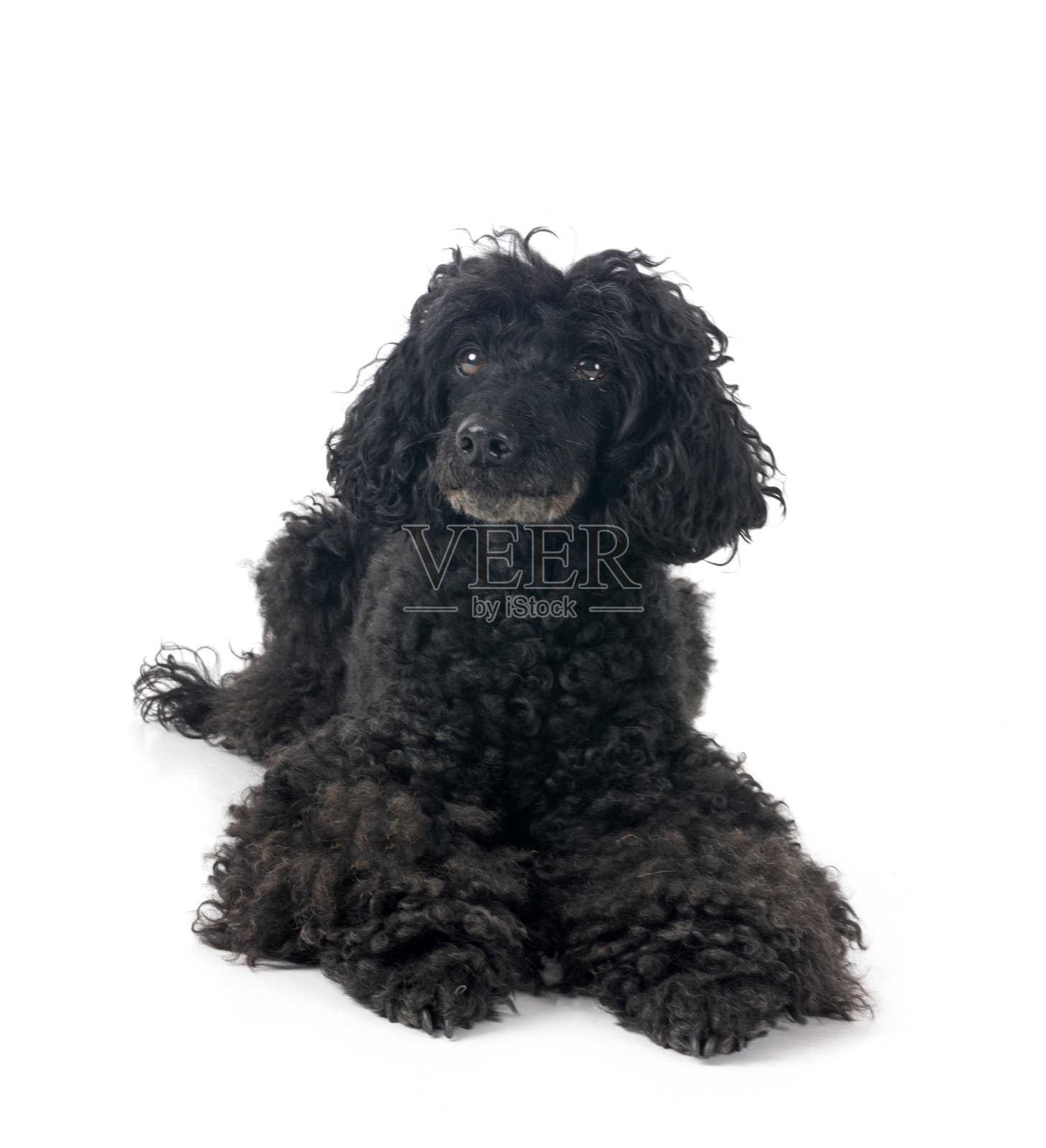 工作室里的贵宾犬照片摄影图片