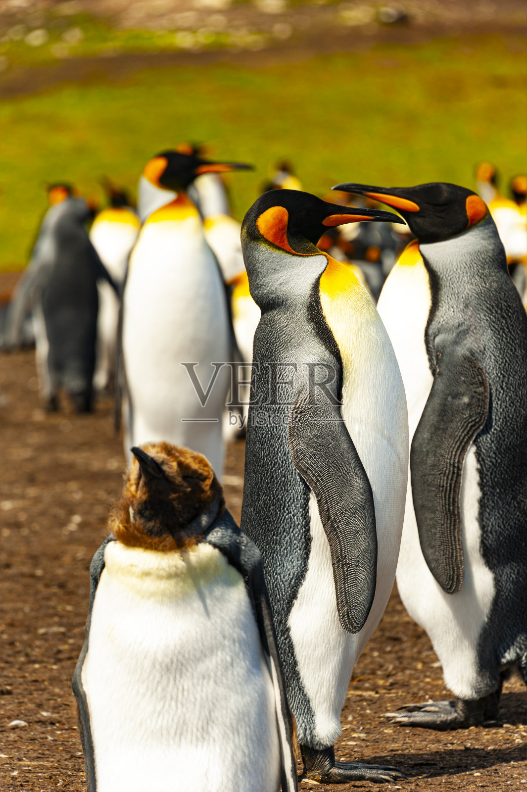 王企鹅照片摄影图片