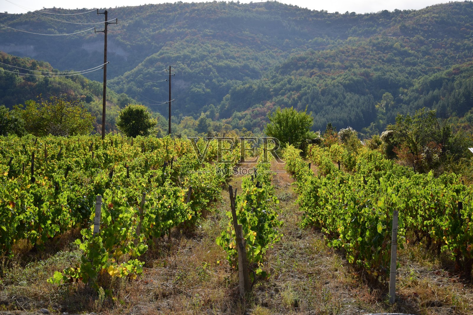 在一个美丽的夏日,在马其顿北部的提克夫地区,一个阳光明媚的日子里,山顶附近的葡萄园照片摄影图片