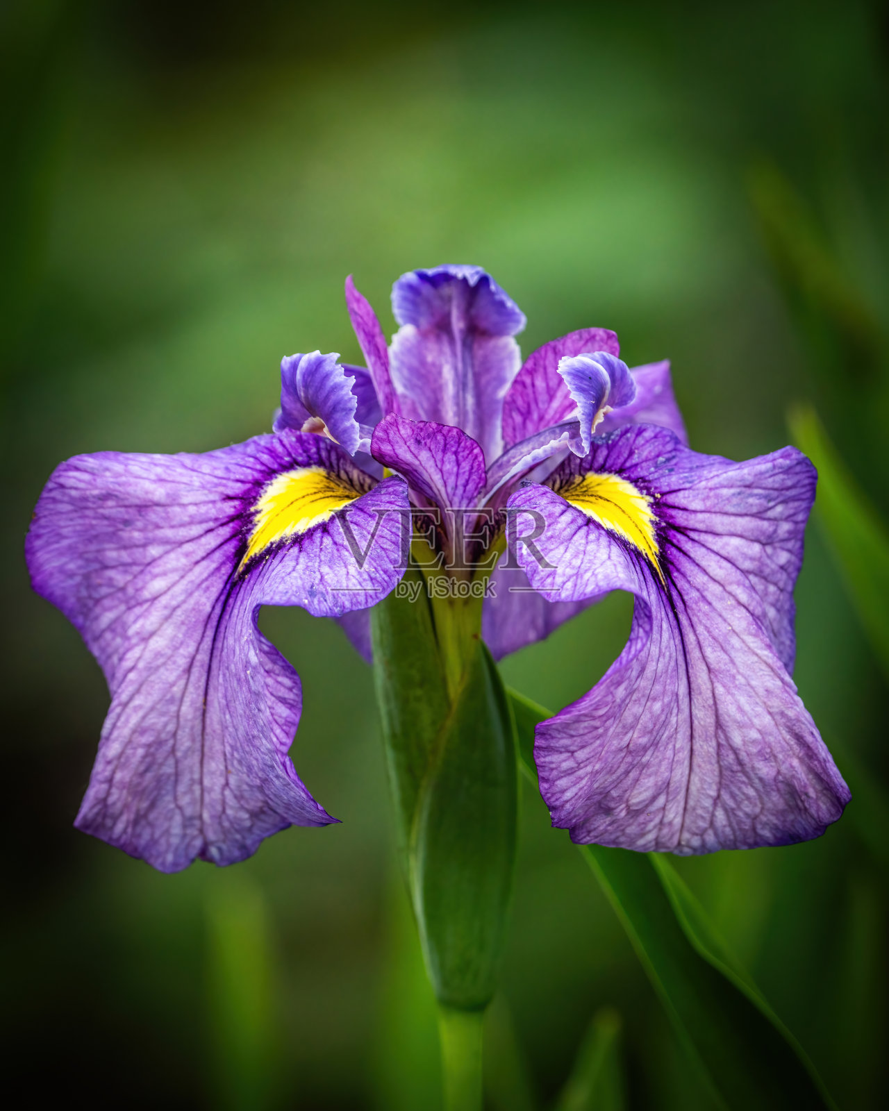 鸢尾花是花园里美丽的花照片摄影图片
