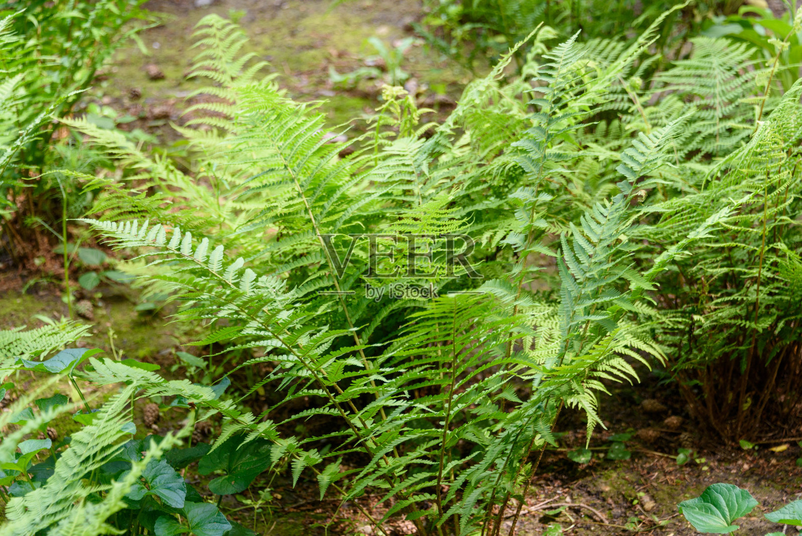 公园阴凉处一丛绿色蕨类植物的特写。照片摄影图片