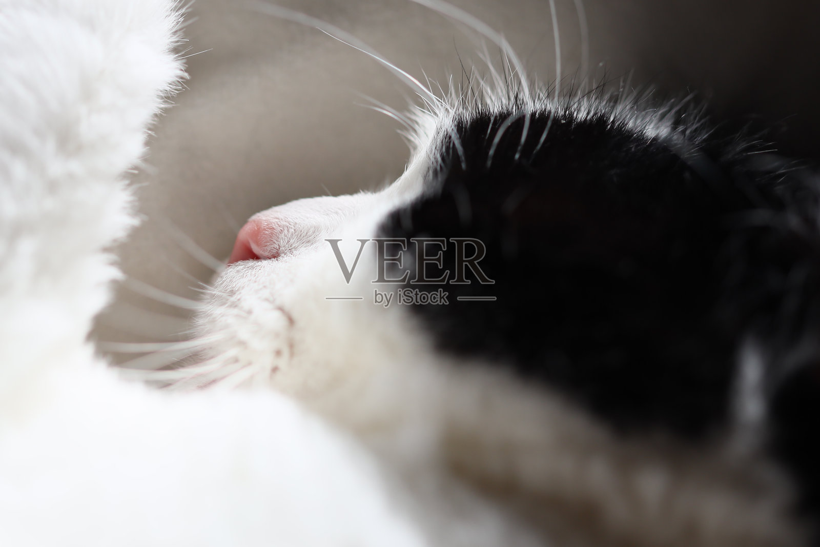 一只黑白相间的猫躺在沙发上,爪子蜷曲着,看起来很放松照片摄影图片