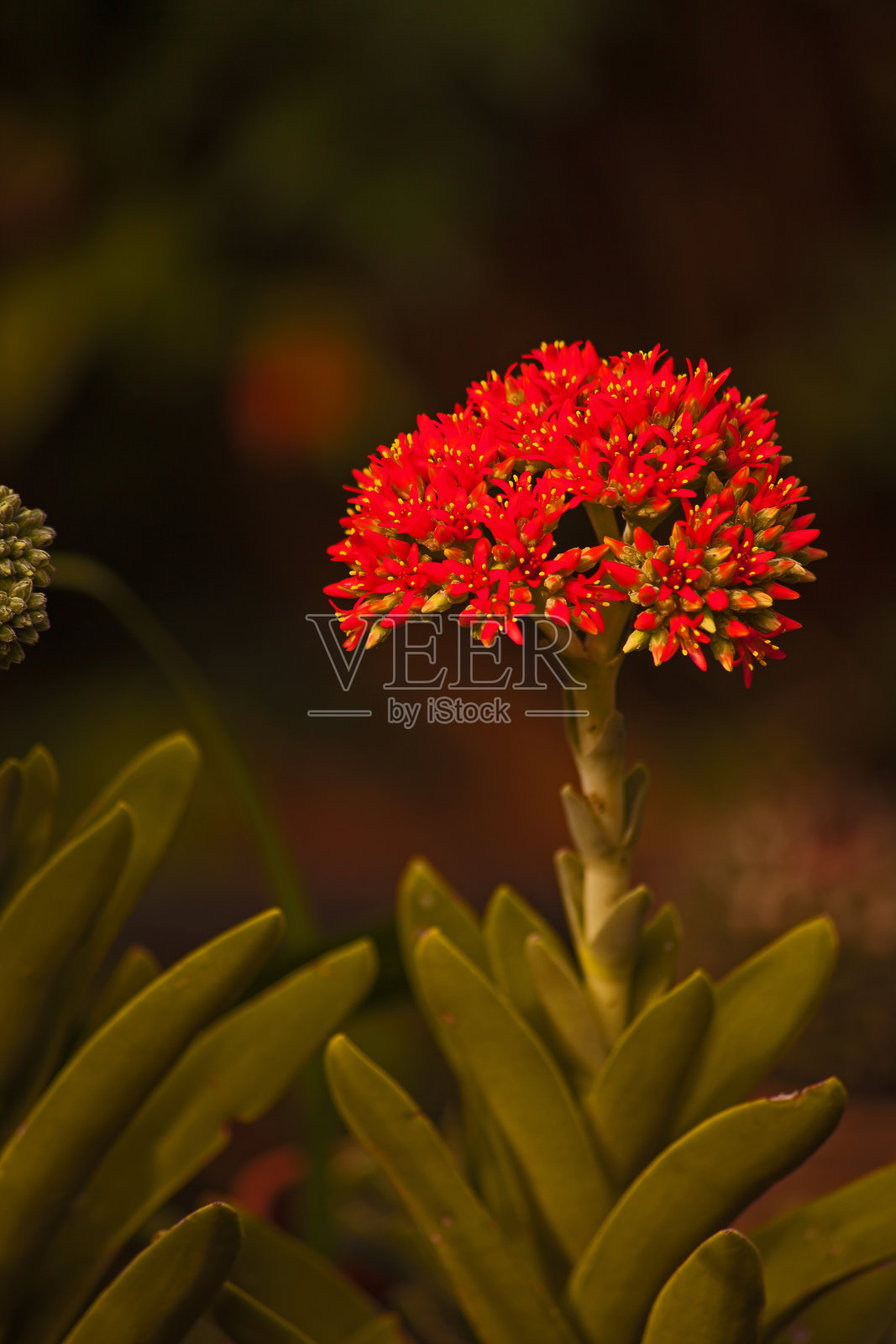 螺旋桨植物(小叶草)15997照片摄影图片