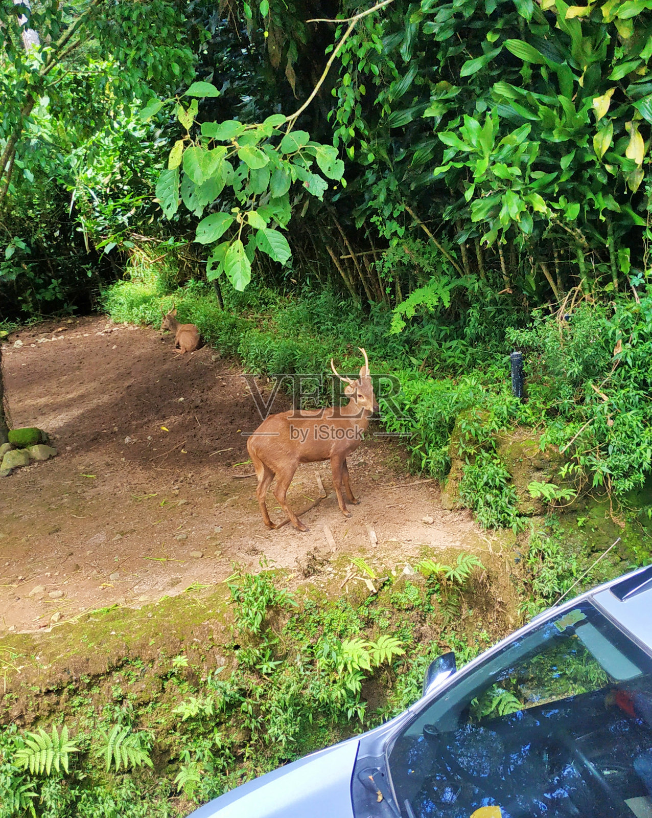 动物园的公园照片摄影图片