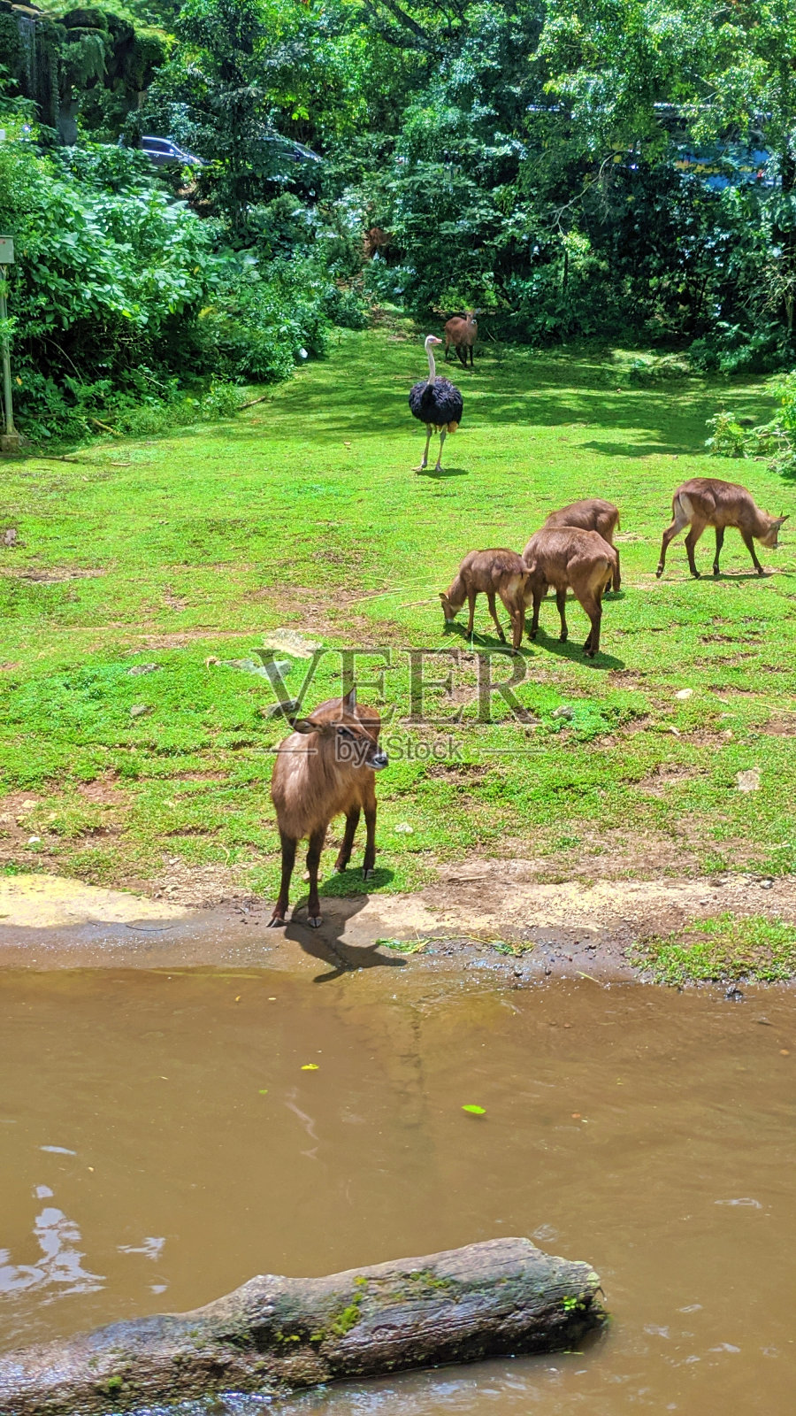鼠鹿照片摄影图片