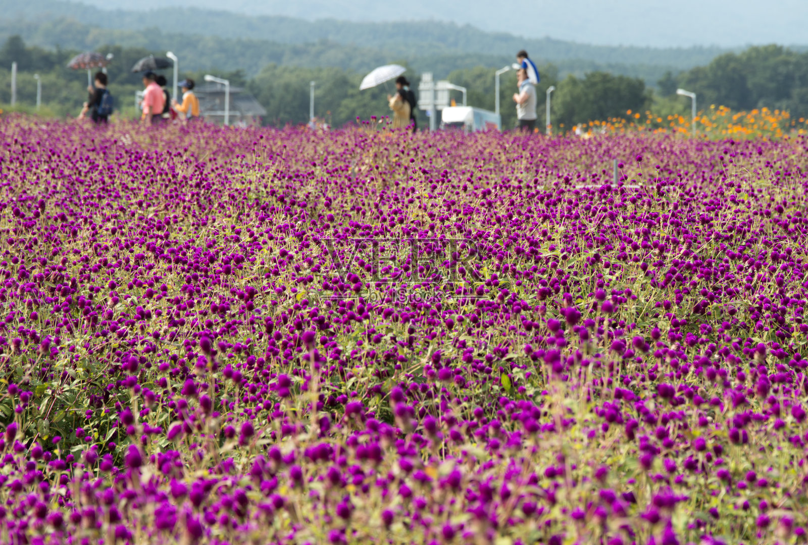 大地上的苋菜花照片摄影图片