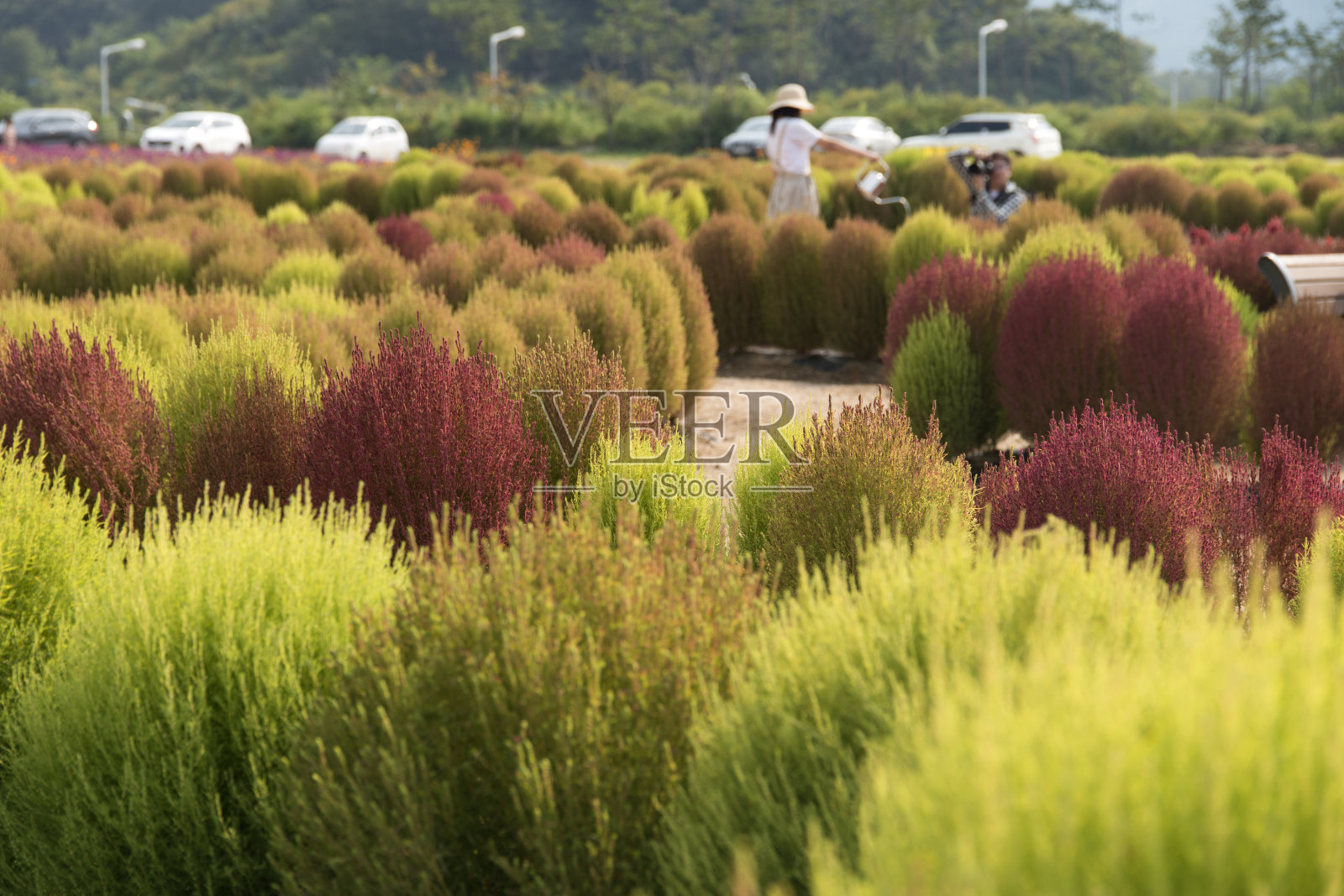 秋天的高知猪皮草田照片摄影图片