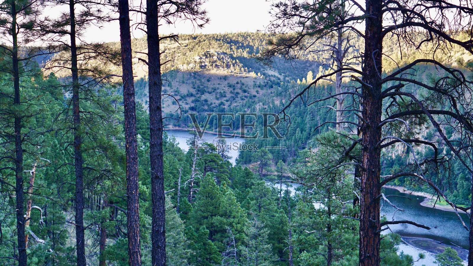 亚利桑那森林湖照片摄影图片