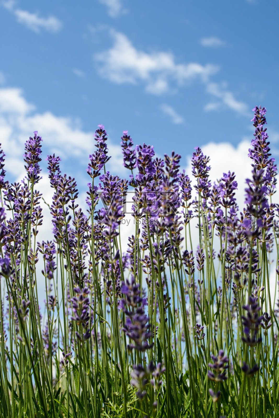 国产薰衣草的紫色花朵照片摄影图片