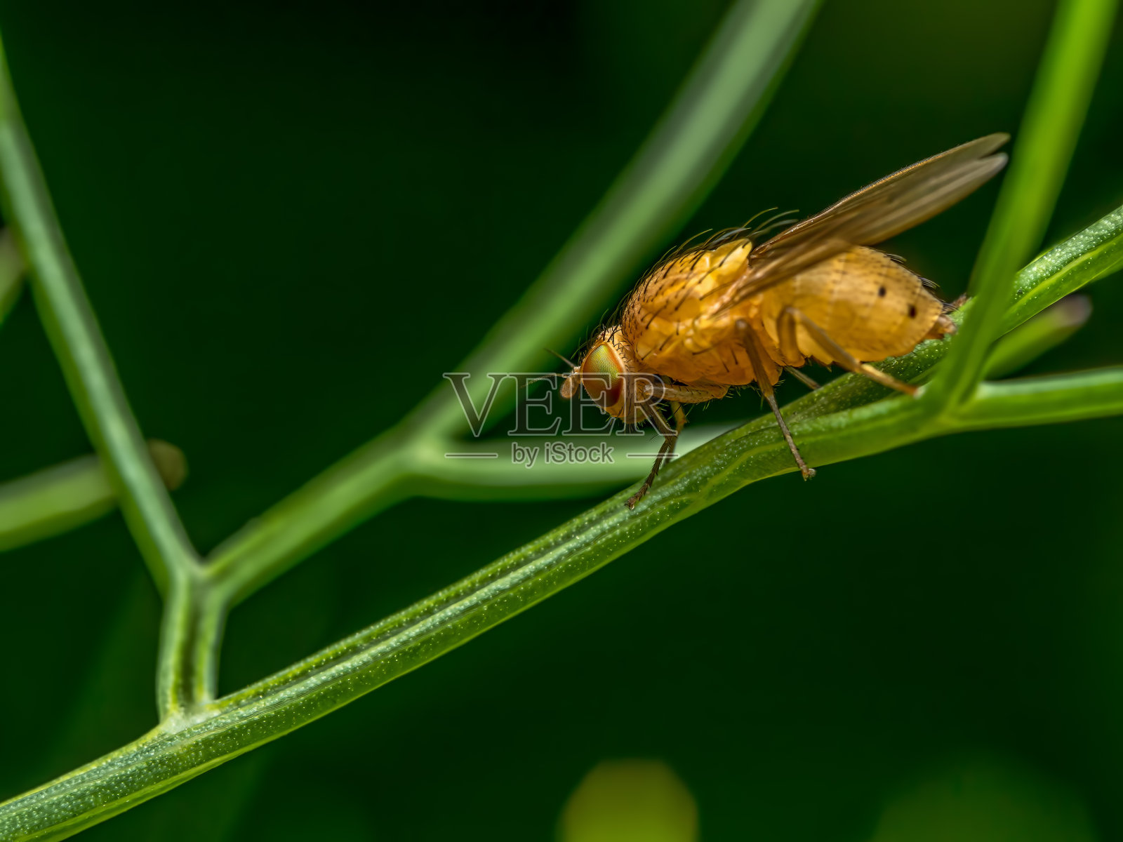 一种绿色植物上的小苍蝇,叫做腐蝇照片摄影图片