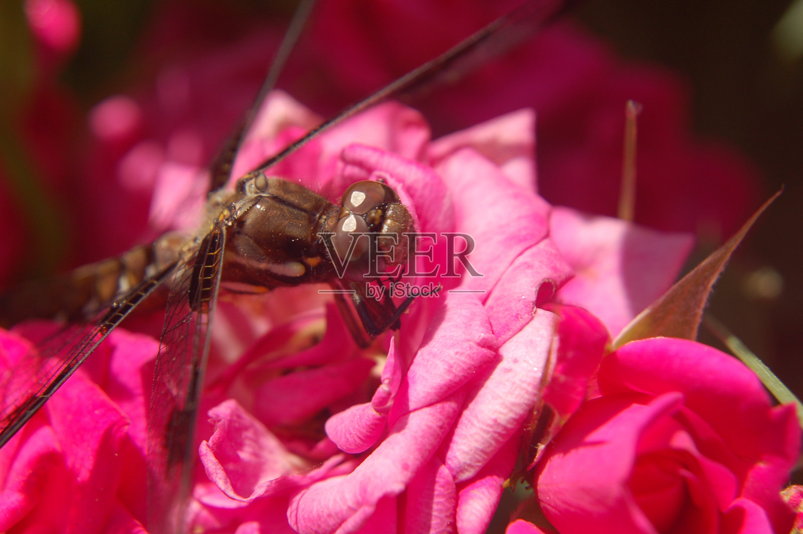 一只蜻蜓停在粉红玫瑰上的特写。照片摄影图片
