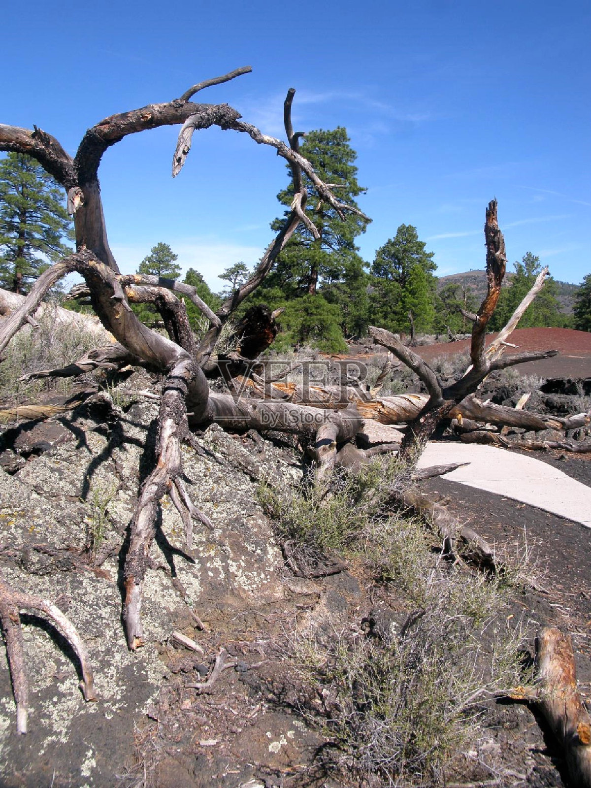 扭曲的树,日落火山口国家纪念碑照片摄影图片