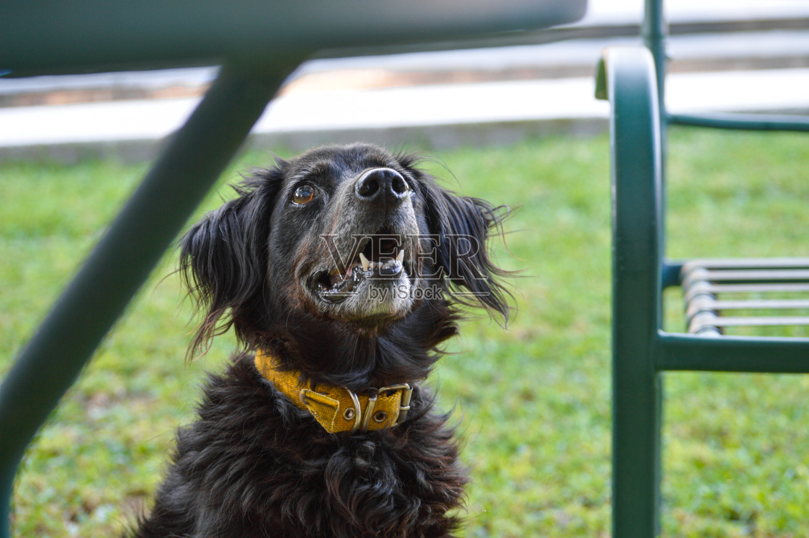 黑狗照片摄影图片