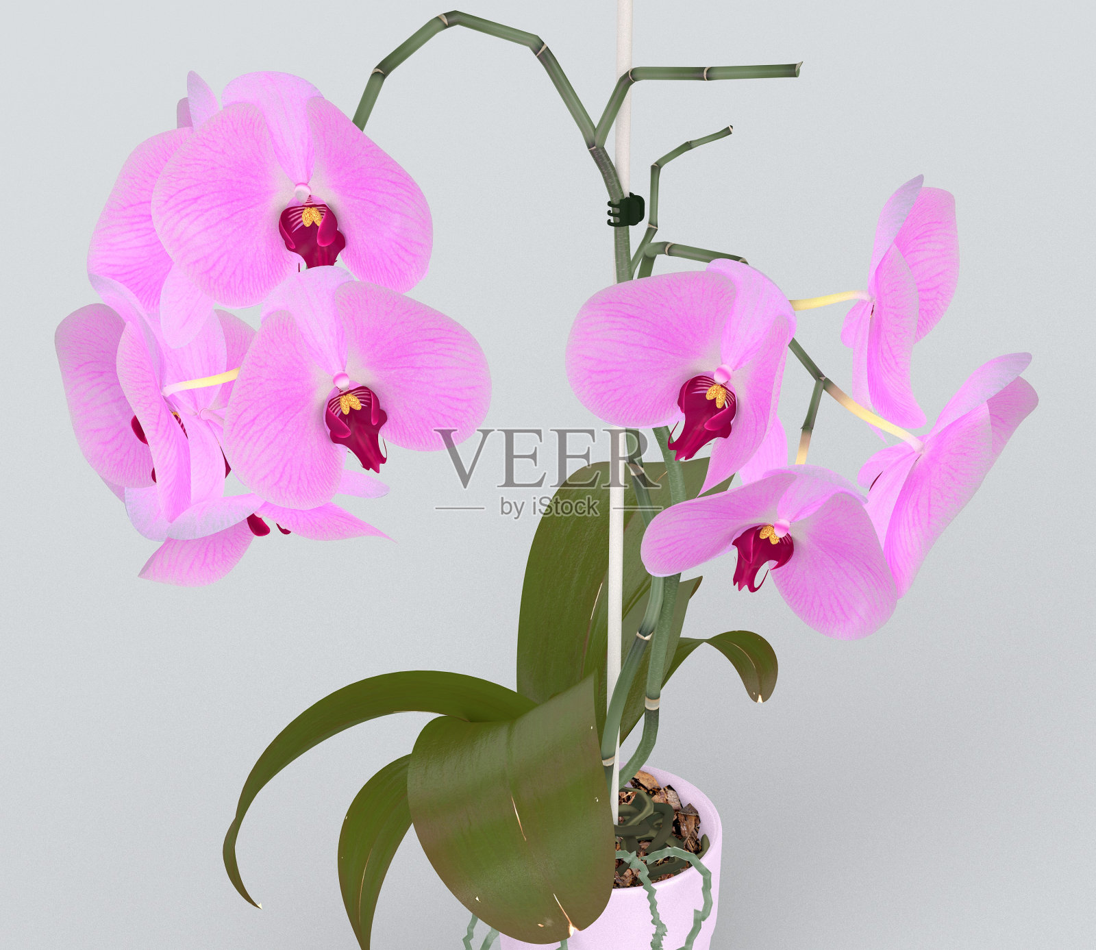 花盆中的兰花3D模型照片摄影图片