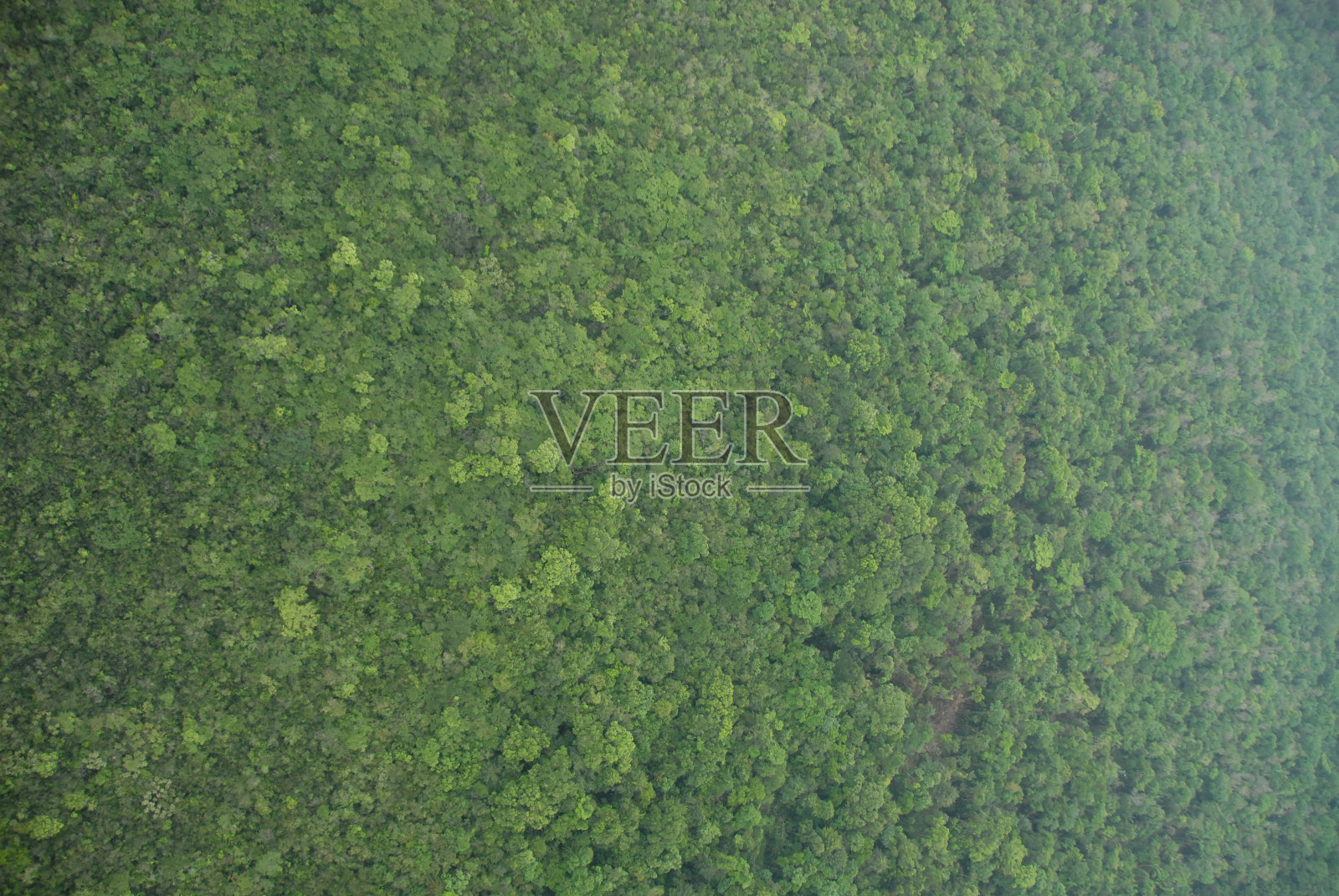 从轻型飞机上拍摄的中美洲伯利兹南部托莱多地区热带雨林树冠的纹理视图,树木的顶部是郁郁葱葱的绿色照片摄影图片
