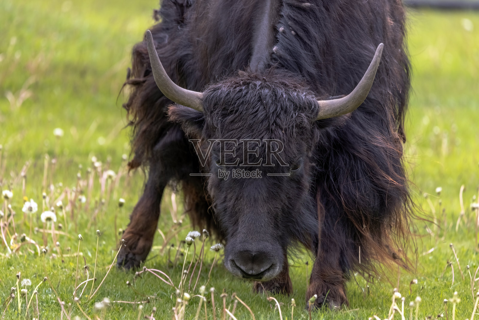 一头长着长角的黑牦牛在长满蒲公英的草地上吃草。照片摄影图片