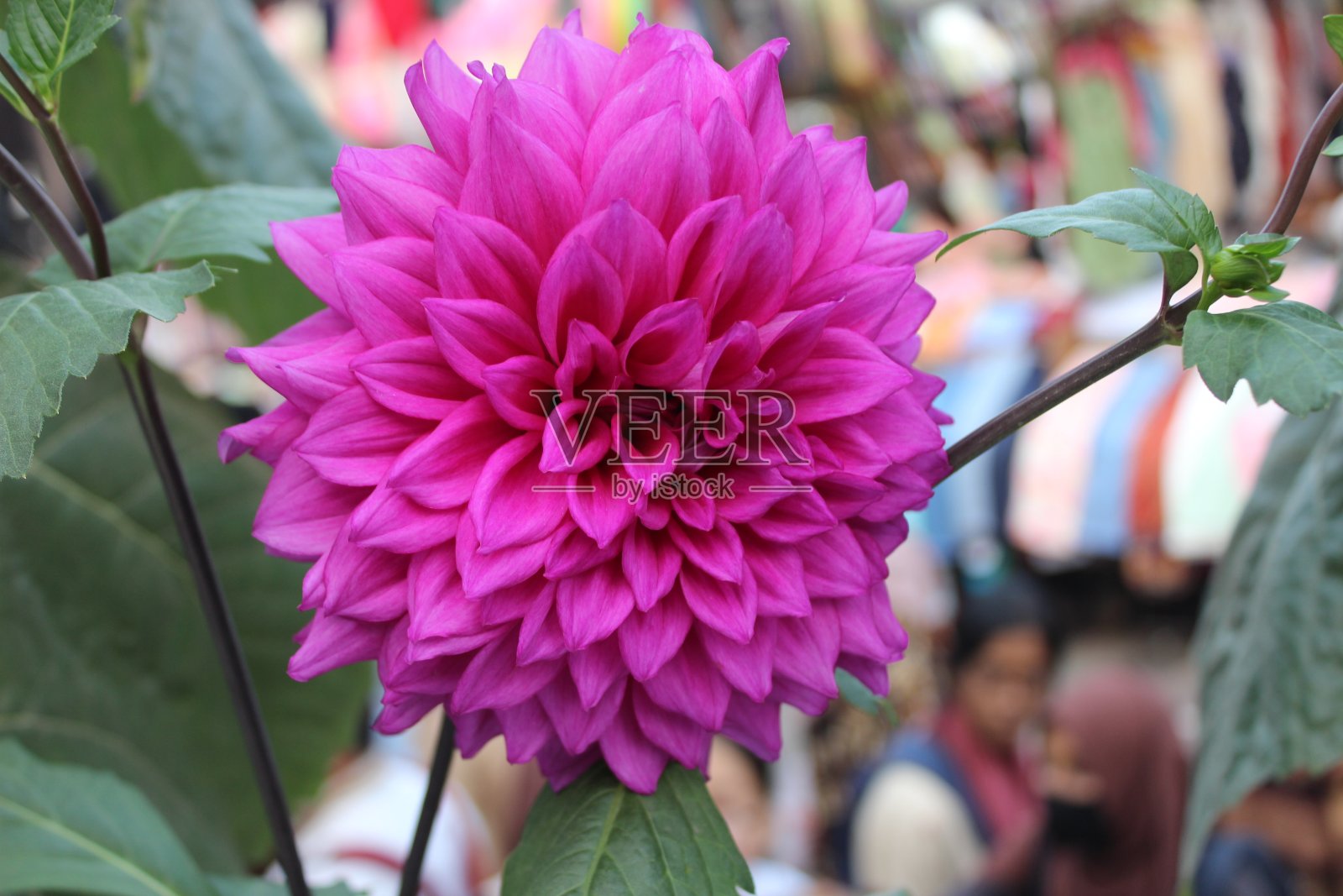 大丽花粉色花朵的特写照片摄影图片