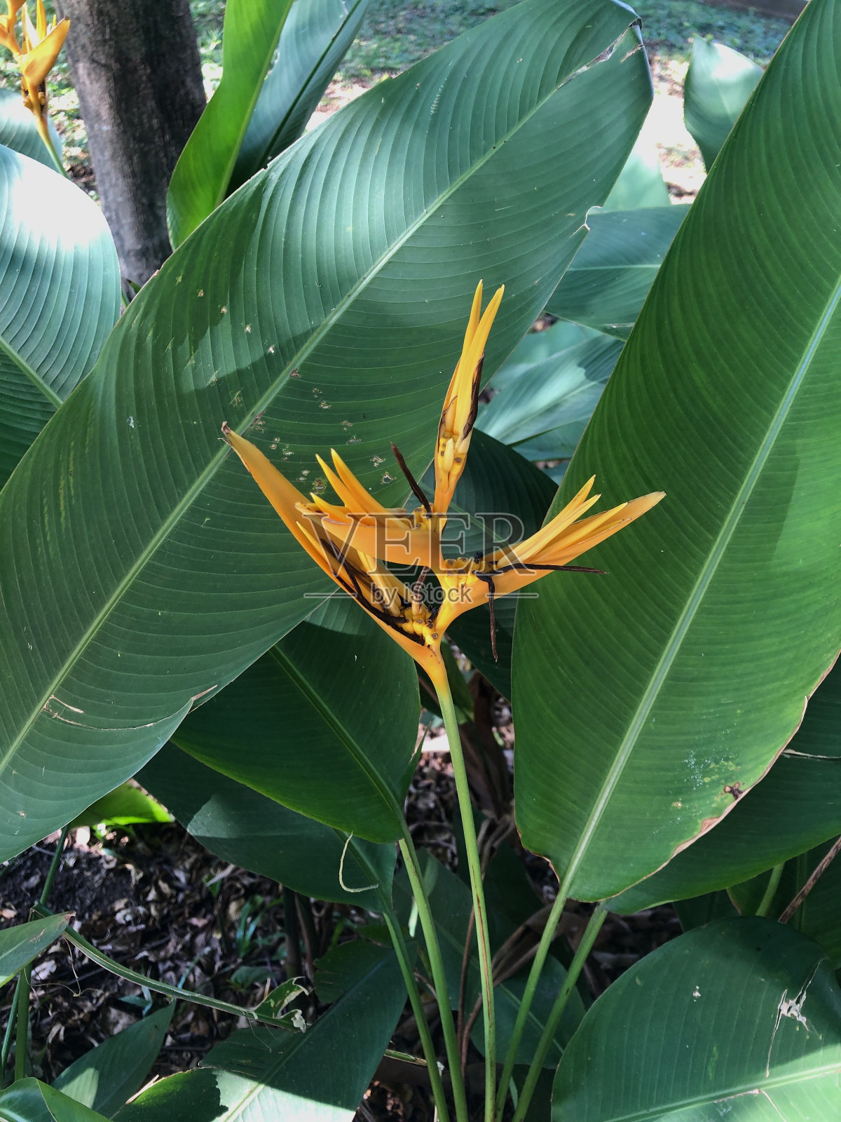 向日葵在花园里的特写照片摄影图片