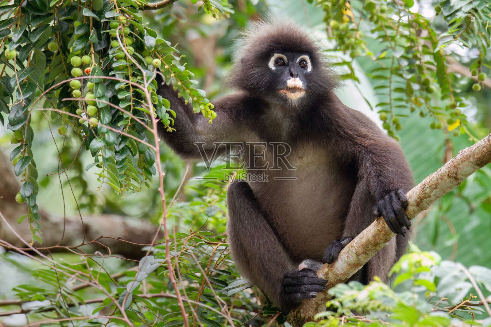 暗叶猴,暗叶猴照片摄影图片