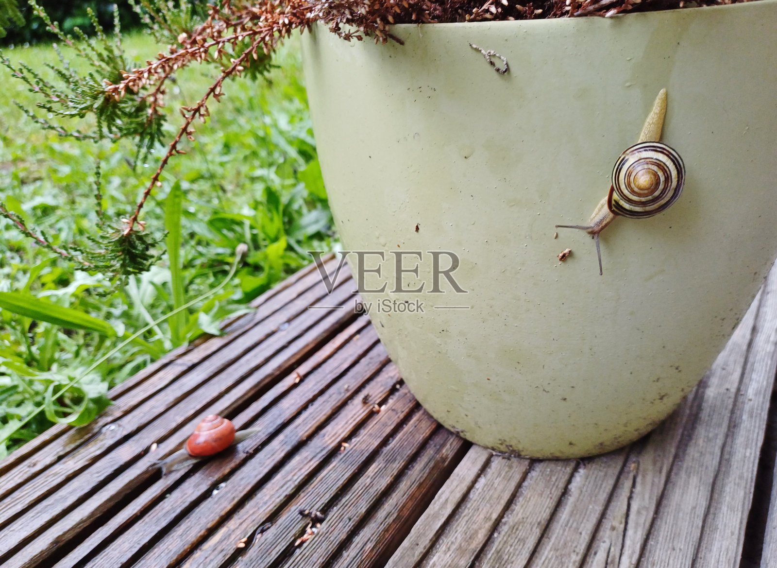 蛇在花盆旁边照片摄影图片