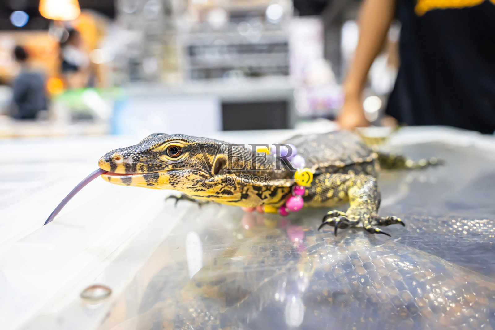 水监测器或瓦拉纳斯救星照片摄影图片