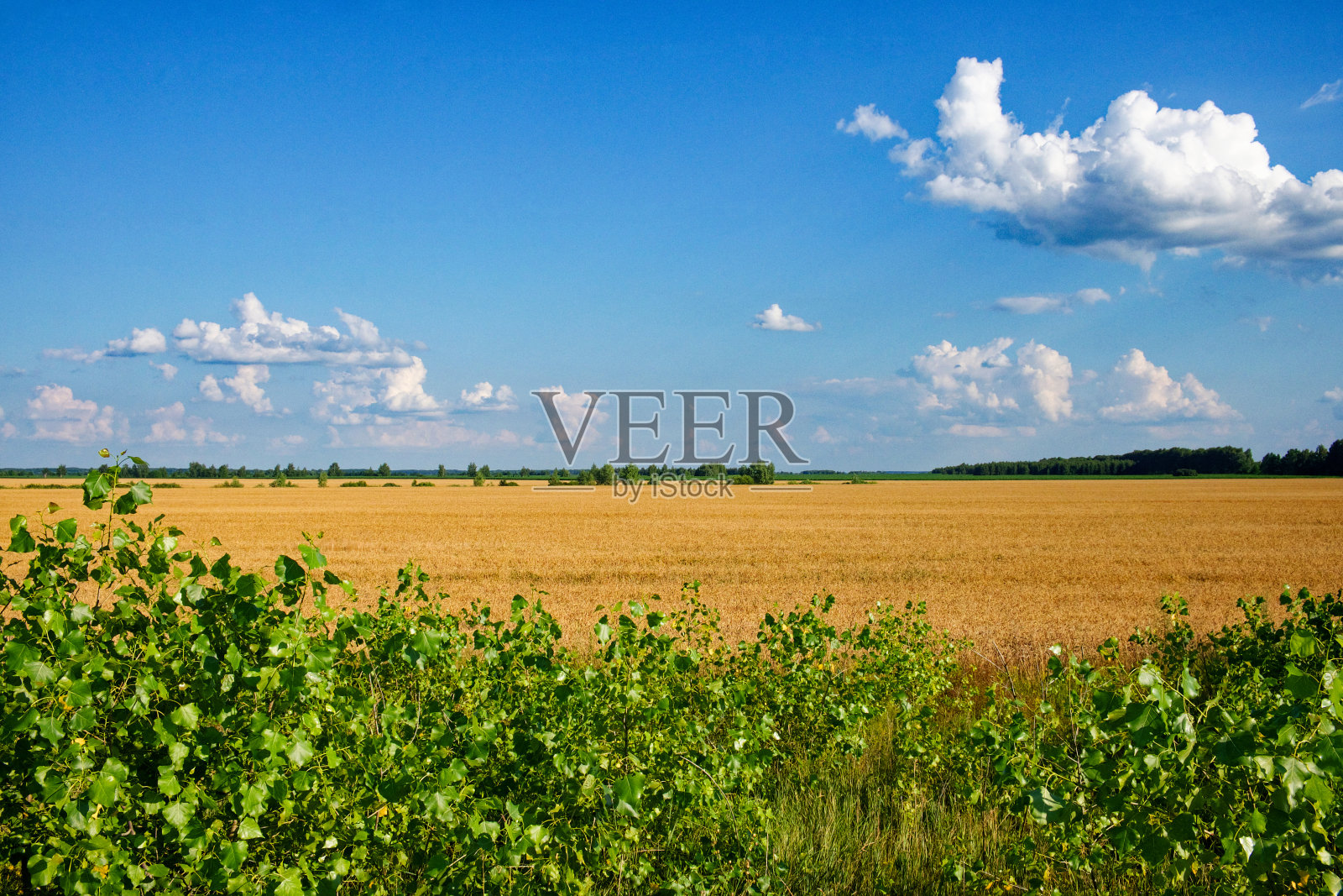 金色的麦田,绿色的前景,湛蓝的天空散着云,远处有一排树。照片摄影图片