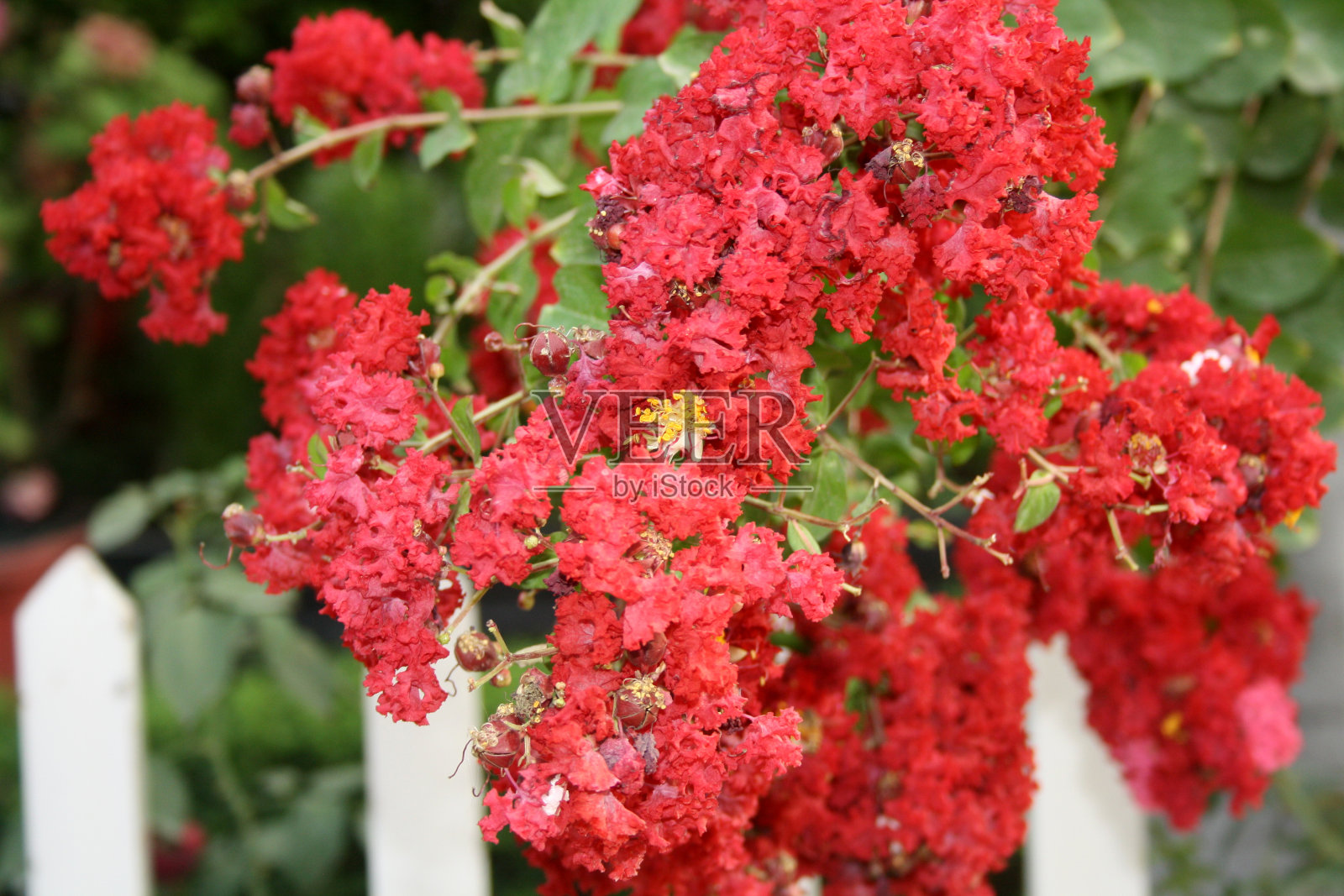 盛开的胭红紫薇(Lagerstroemia indica):(图片来源:Sanjiv Shukla)照片摄影图片