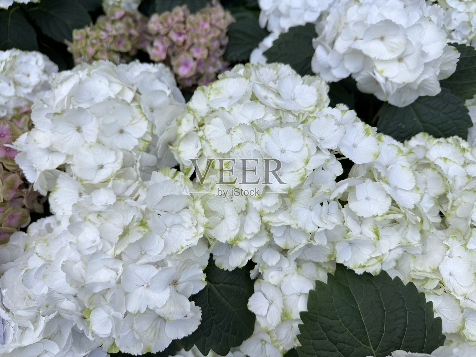 白色的绣球花在花园里盛开照片摄影图片