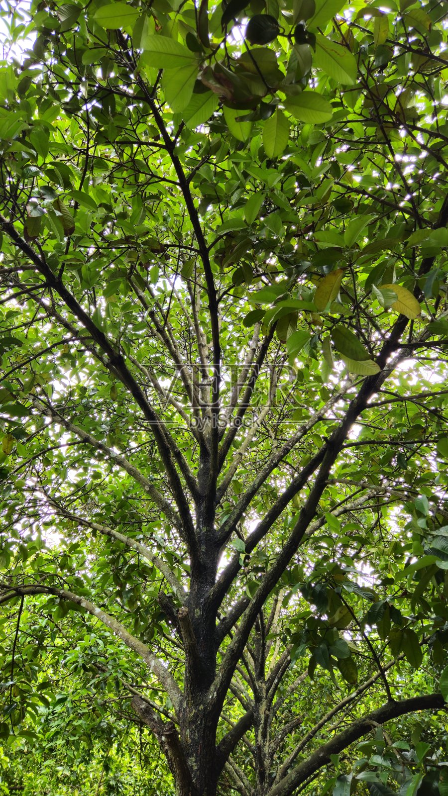 越南湄公河三角洲永隆省芒市花园中,山竹的树叶和树枝特写照片摄影图片