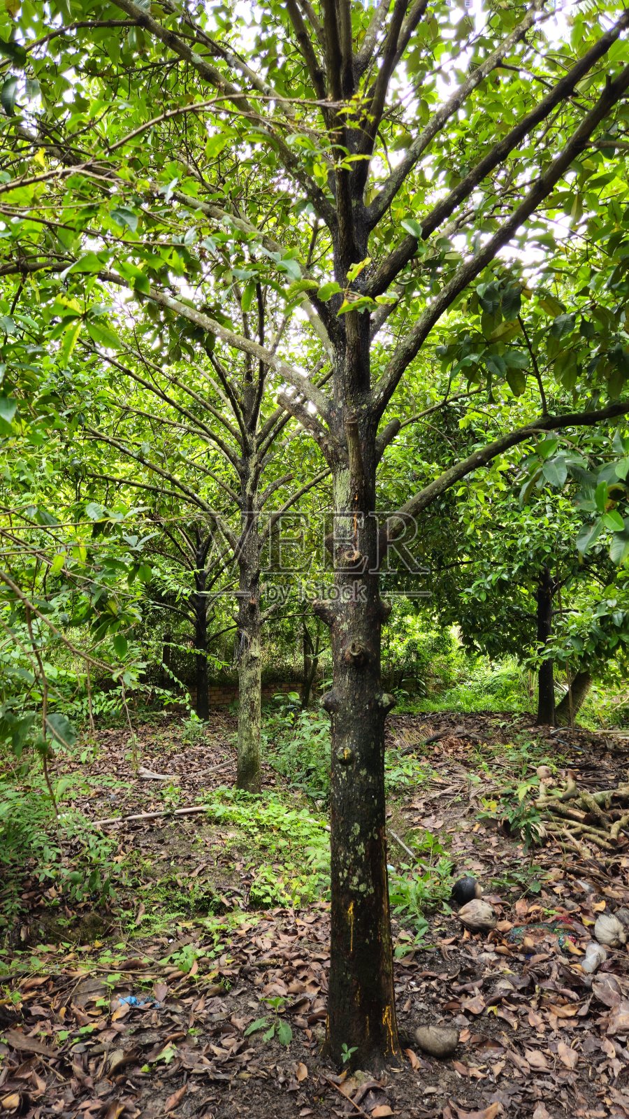 越南湄公河三角洲永隆省芒市花园中,山竹的树叶和树枝特写照片摄影图片