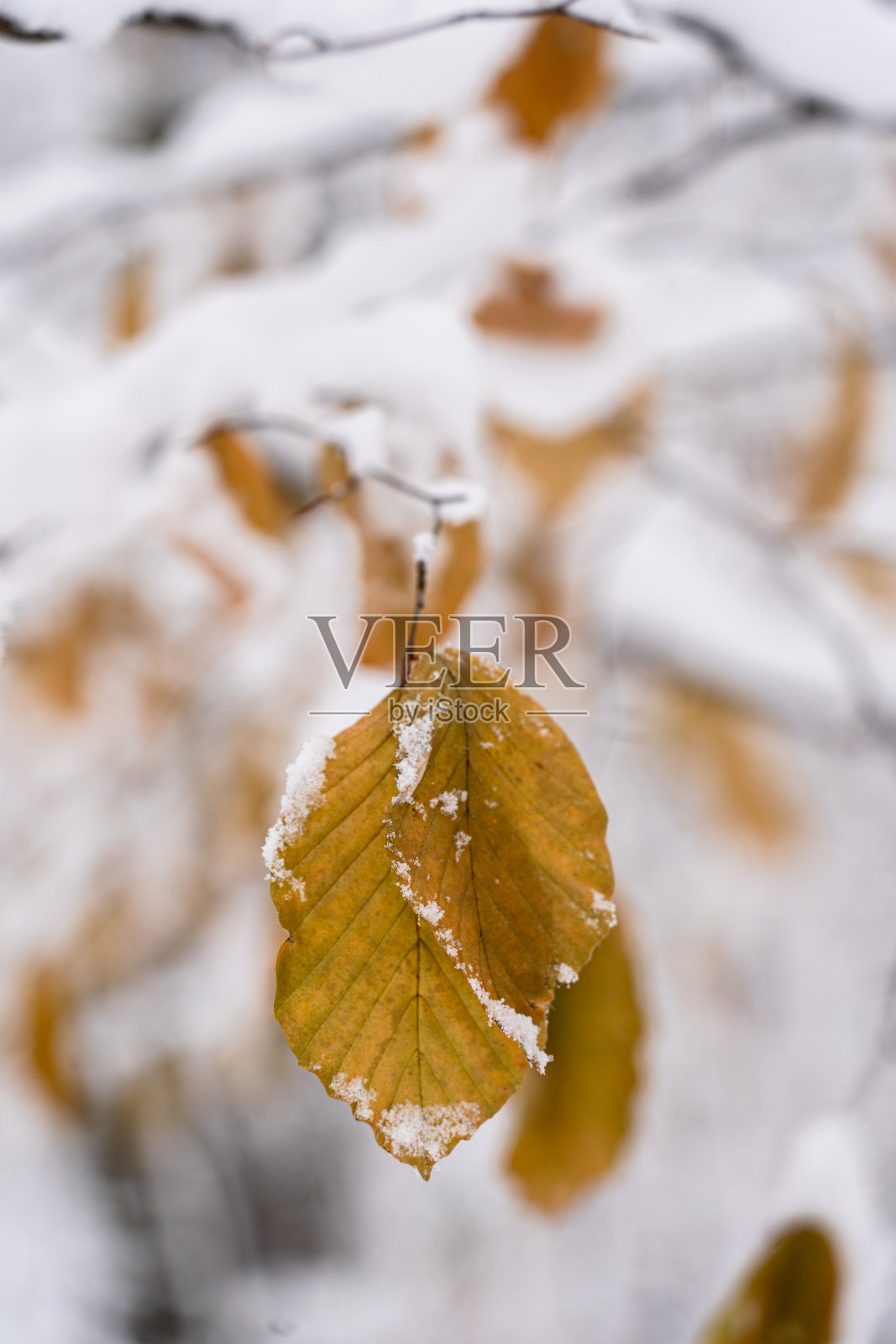 冬天树枝上被雪覆盖的叶子。在隆冬时节。照片摄影图片