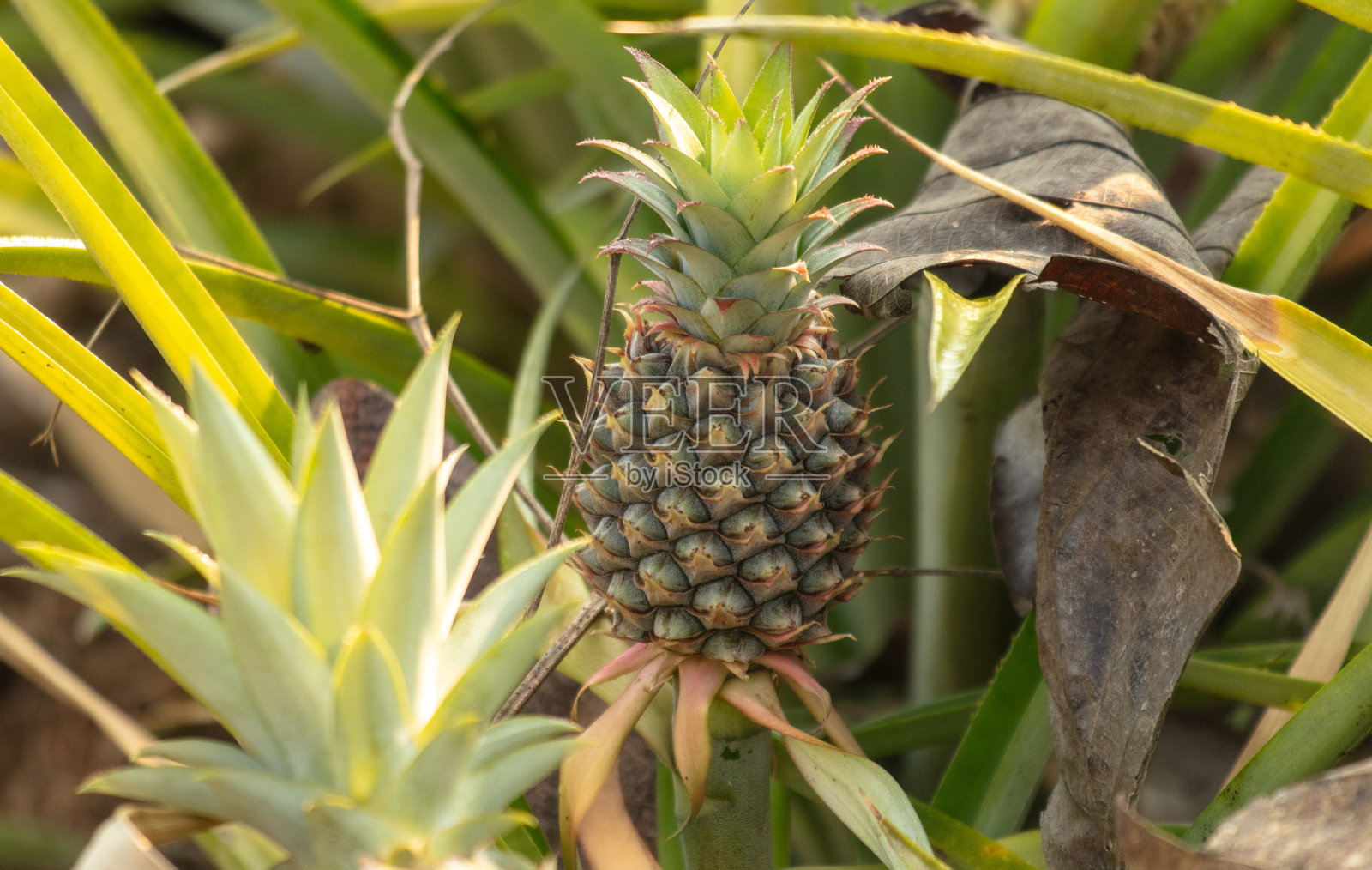 菠萝生长在泰国的一个种植园里照片摄影图片