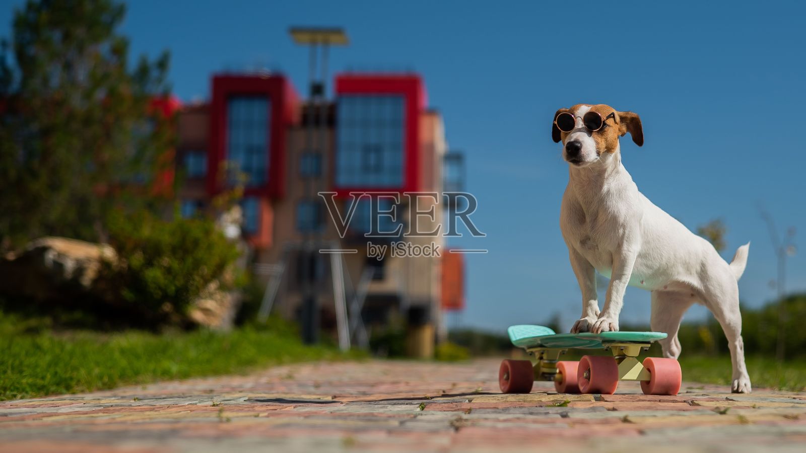 杰克罗素梗狗在户外玩滑板。照片摄影图片