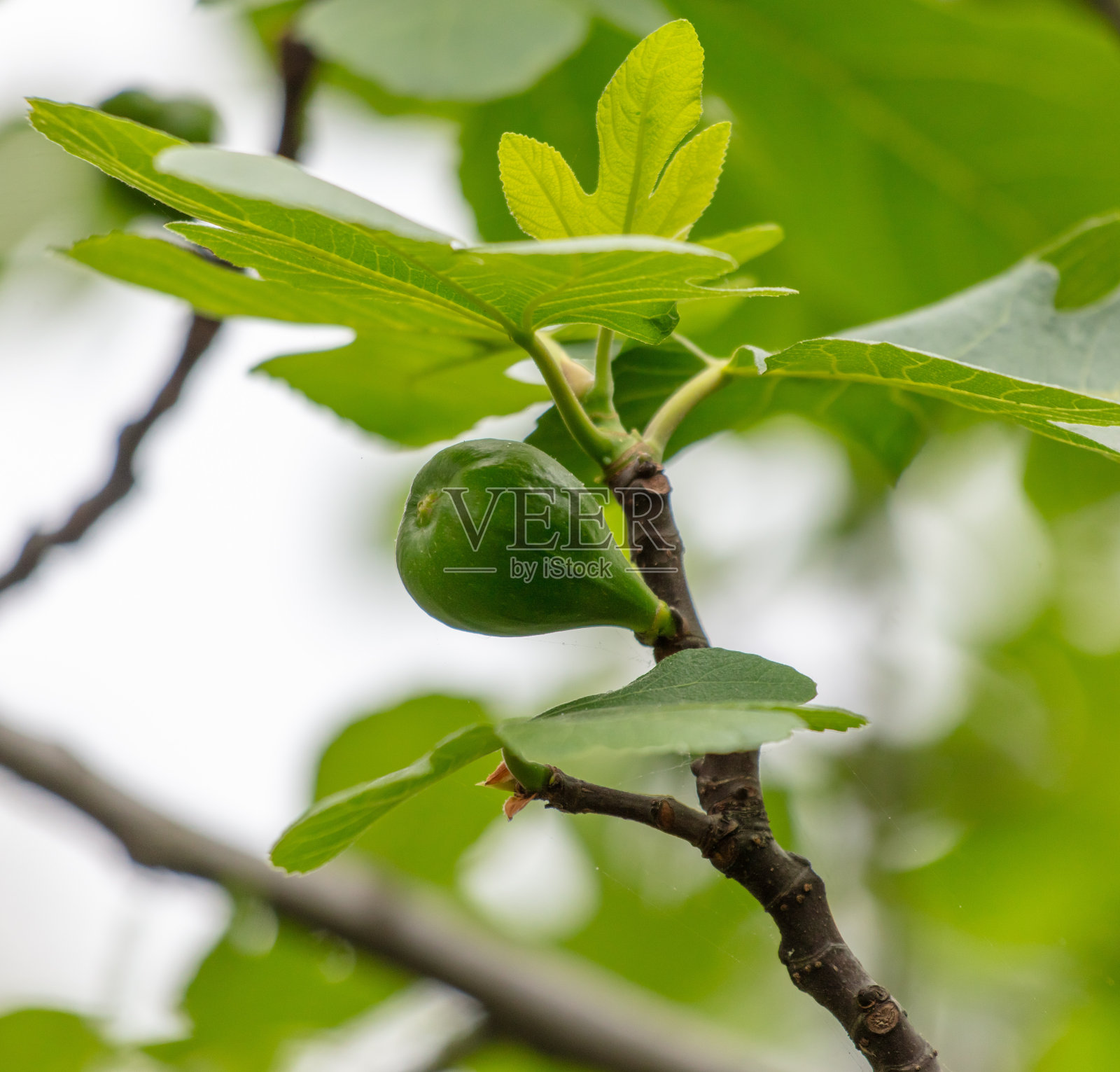 大自然中树上的绿无花果照片摄影图片