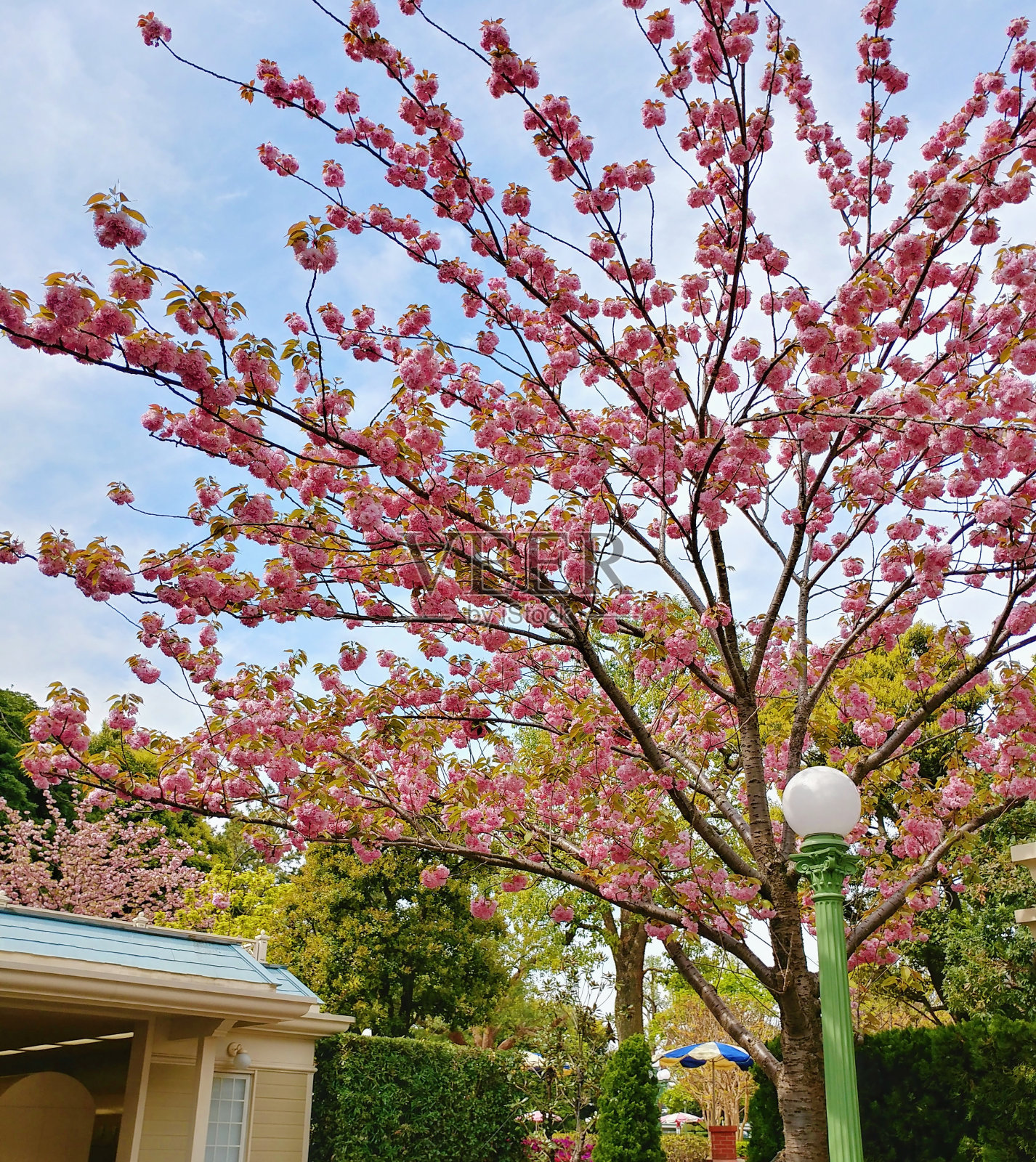 李属subgen。授粉照片摄影图片
