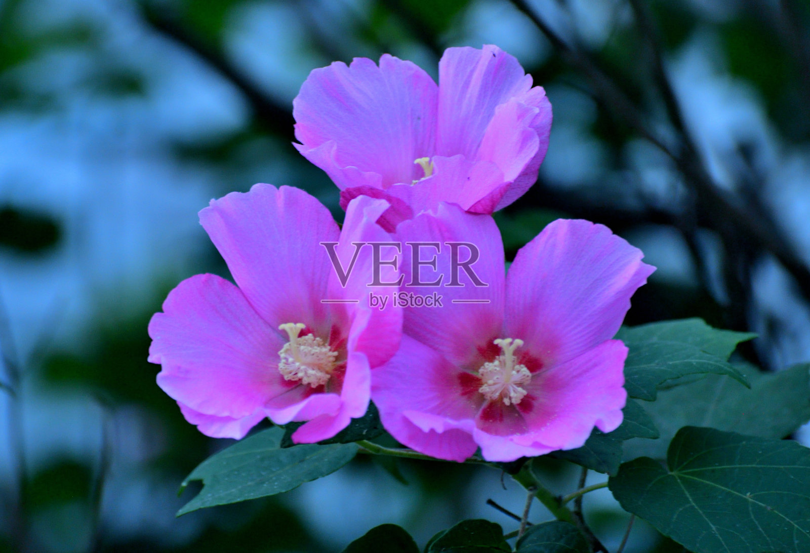 木槿/沙伦玫瑰:活力旺盛,喇叭形,落叶灌木,花艳丽照片摄影图片