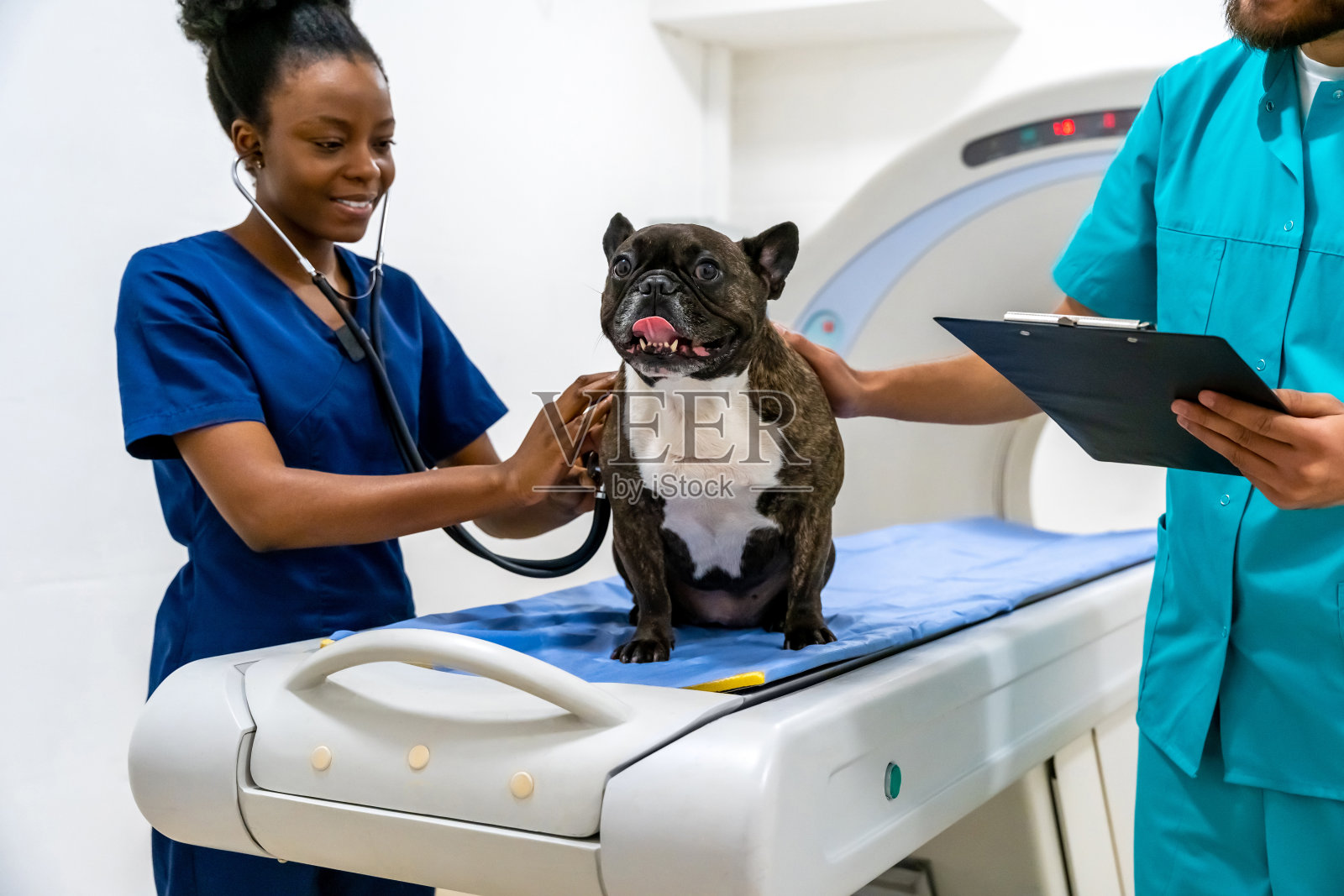 两名兽医在诊所与一只狗一起工作并检查它照片摄影图片