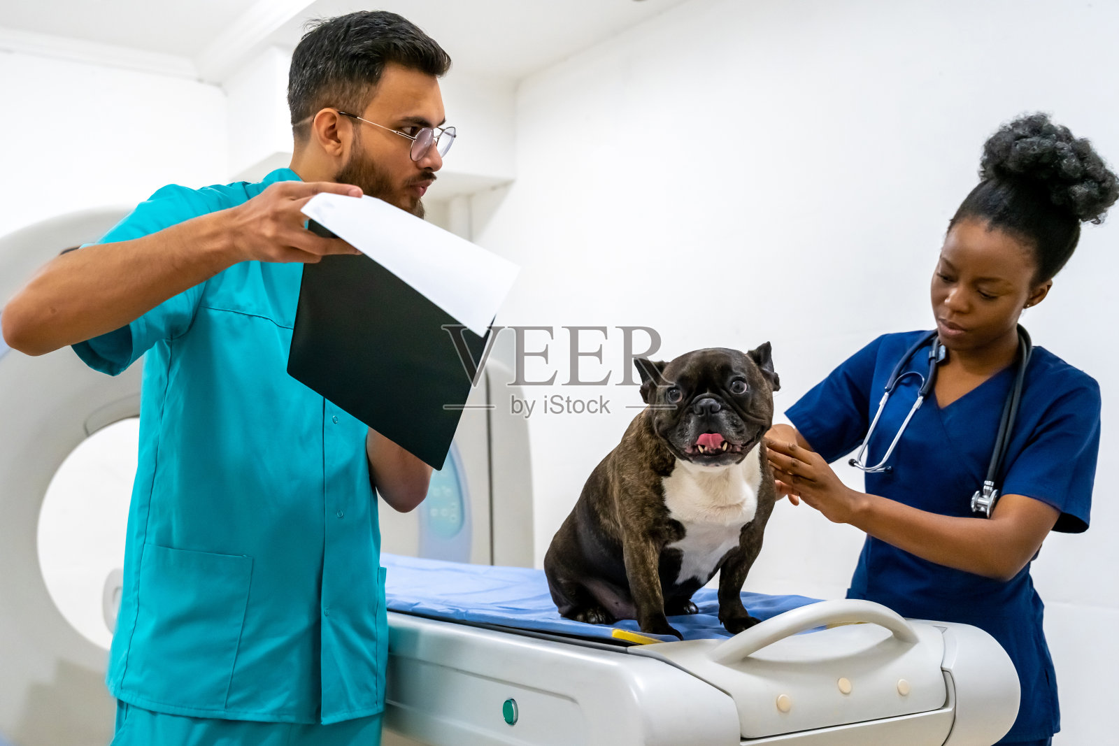 狗狗在诊所接受医生的检查照片摄影图片