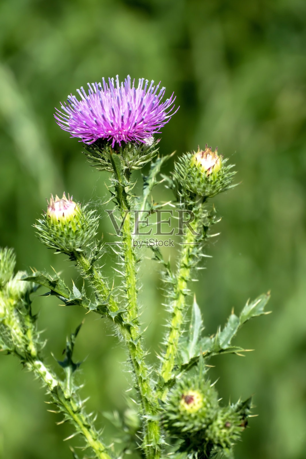 明亮美丽的粉红色蓟花照片摄影图片