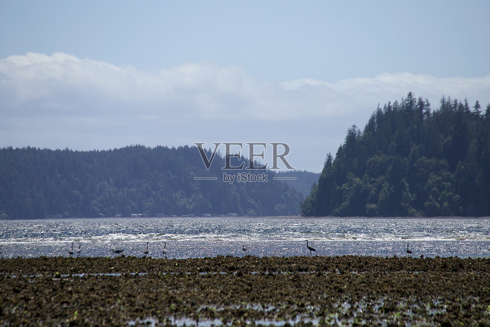 胡德运河上的鸟照片摄影图片