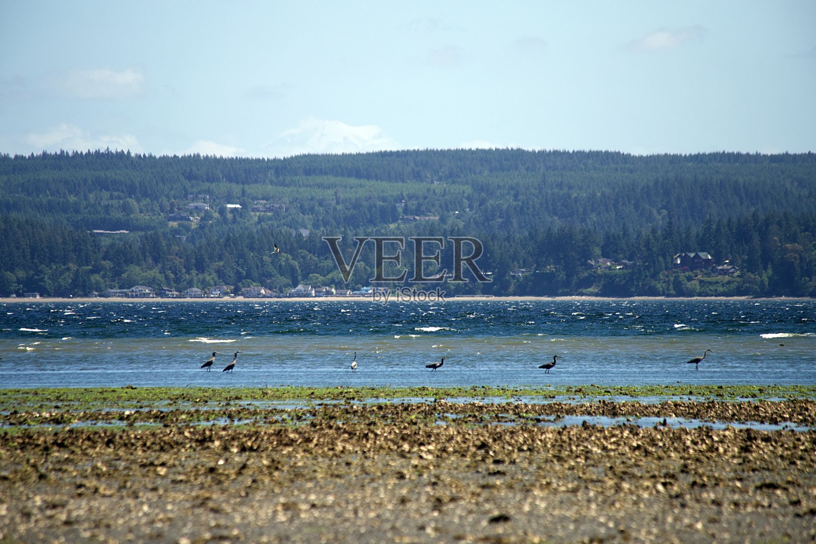 胡德运河上的鸟照片摄影图片