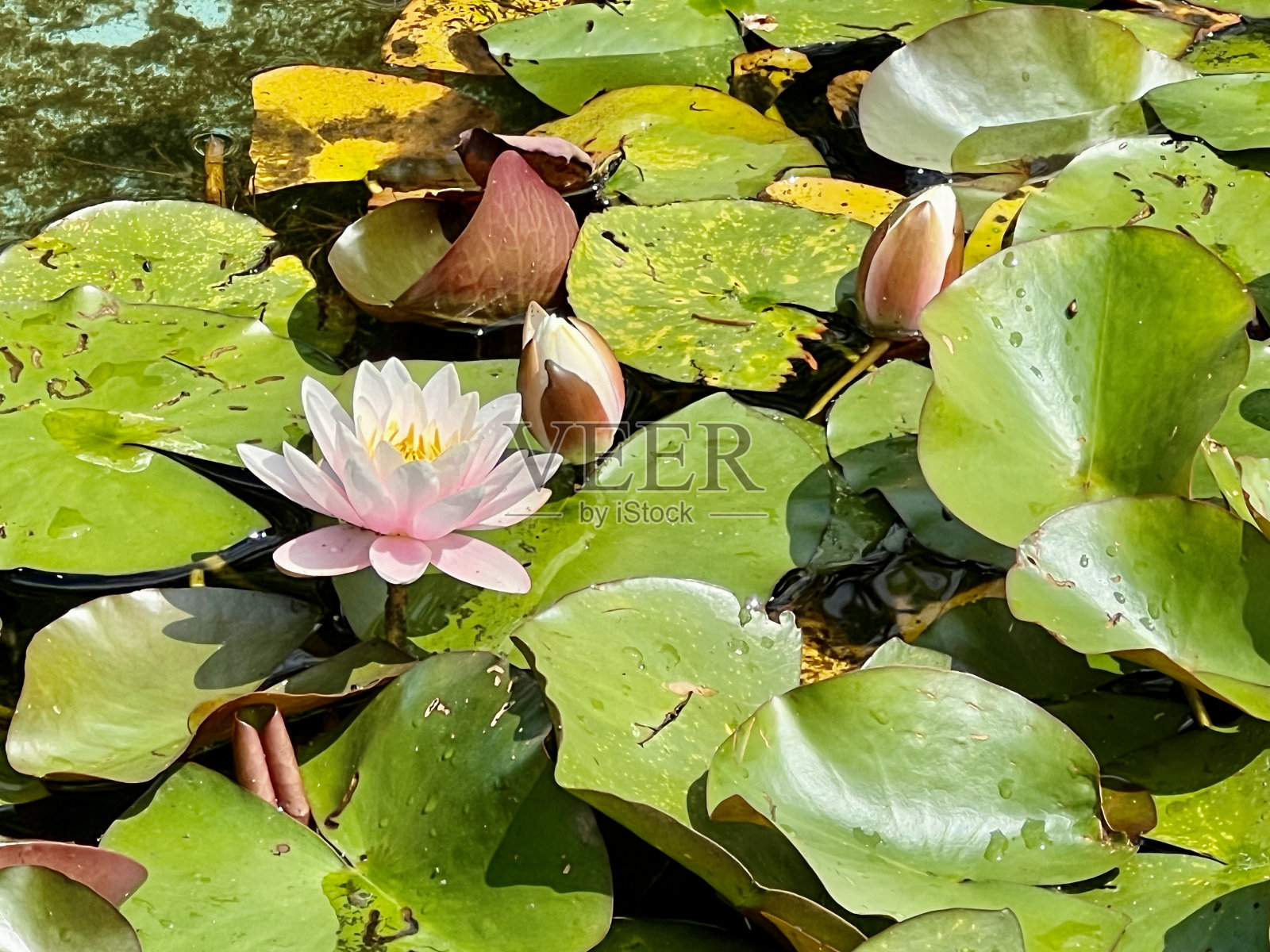 池塘里的睡莲,绿叶和蝴蝶在背景中照片摄影图片