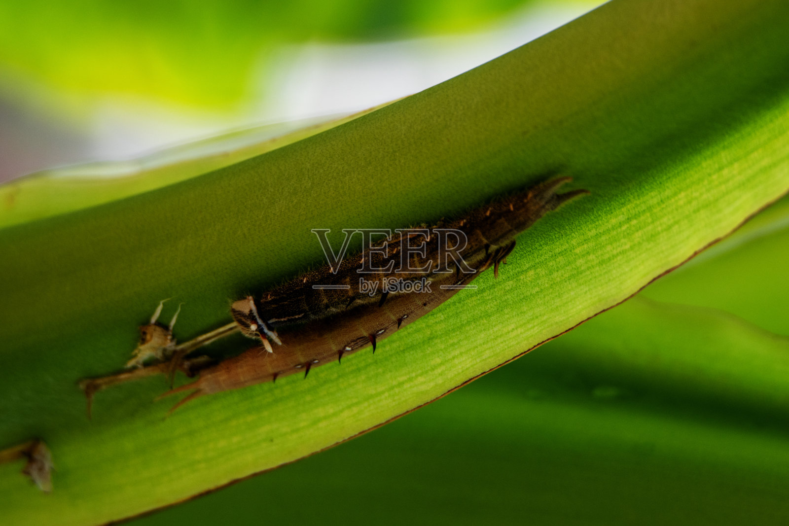 两只巨型猫头鹰蝴蝶(Caligo memnon)的幼虫在向日葵的叶子上照片摄影图片