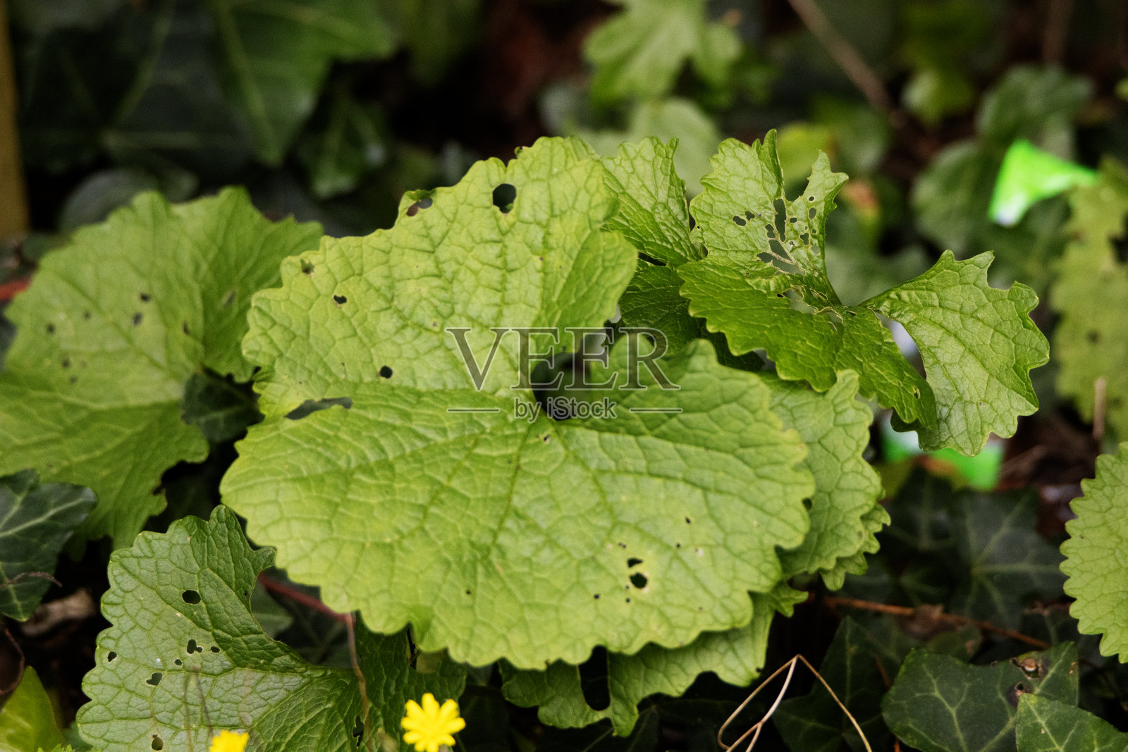 在英国德文郡的自然绿色背景上孤立的野花叶子照片摄影图片